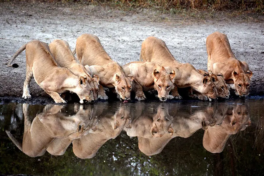 wildlife-6