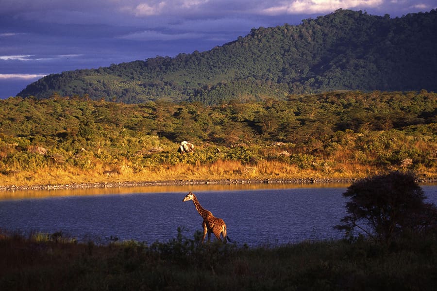 Giraffe stands in the distance of Arusha National Park's landscape in Tanzania.