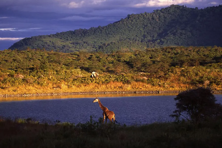 Una jirafa aparece a lo lejos en el paisaje del Parque Nacional de Arusha, en Tanzania.