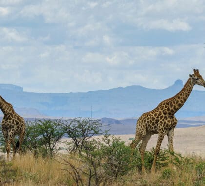 Two giraffes walking in the savanna in the Kruger National Park, South Africa.