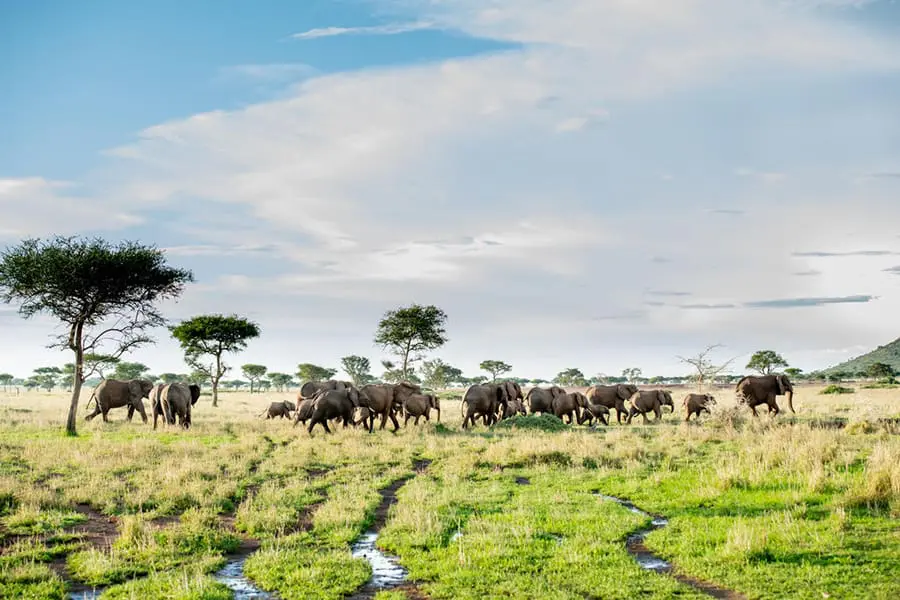 elephant___singita_grumeti_reserve___ross_couper_21
