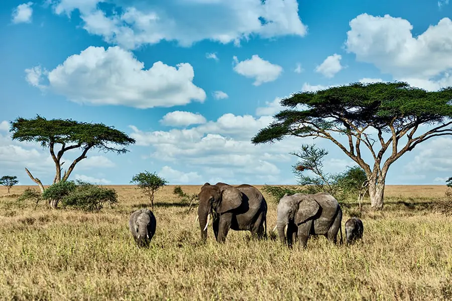 Elephants group together in the savanna of the Kruger National Park, South Africa.