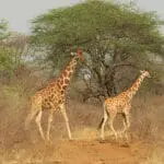 Una de las favoritas de los safaris, la jirafa. 