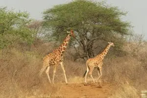 Una de las favoritas de los safaris, la jirafa. 