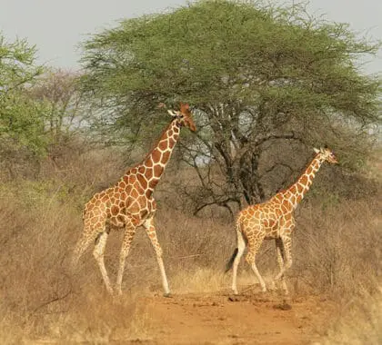 A safari sighting favorite, giraffe. 