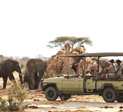 Game drives at Jabali Ridge. 