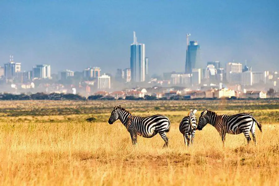 Cebras con la ciudad de Nairobi al fondo en el Parque Nacional de Nairobi, Kenia.