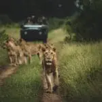 Contemple todos sus animales africanos favoritos en los safaris del Singita Boulders Lodge.
