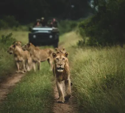 Lions walking ahead of a safari vehicle on a game drive at Singita Boulders Lodge in the Greater Kruger, South Africa.