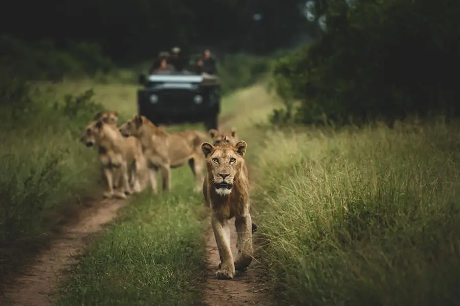 Lions walking ahead of a safari vehicle on a game drive at Singita Boulders Lodge in the Greater Kruger, South Africa.