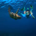 Enjoy incredible underwater life just off the island shores. 