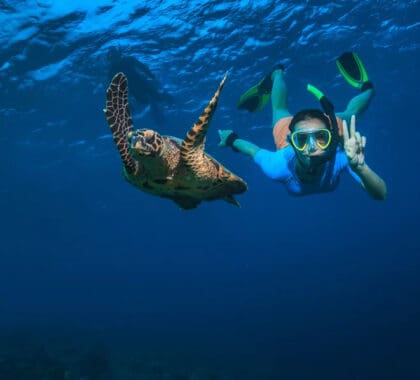 Enjoy incredible underwater life just off the island shores. 