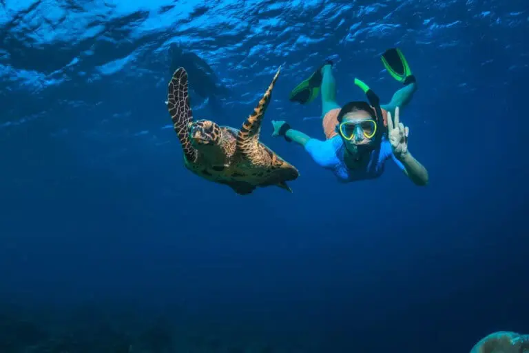 Disfrute de la increíble vida submarina frente a las costas de la isla. 