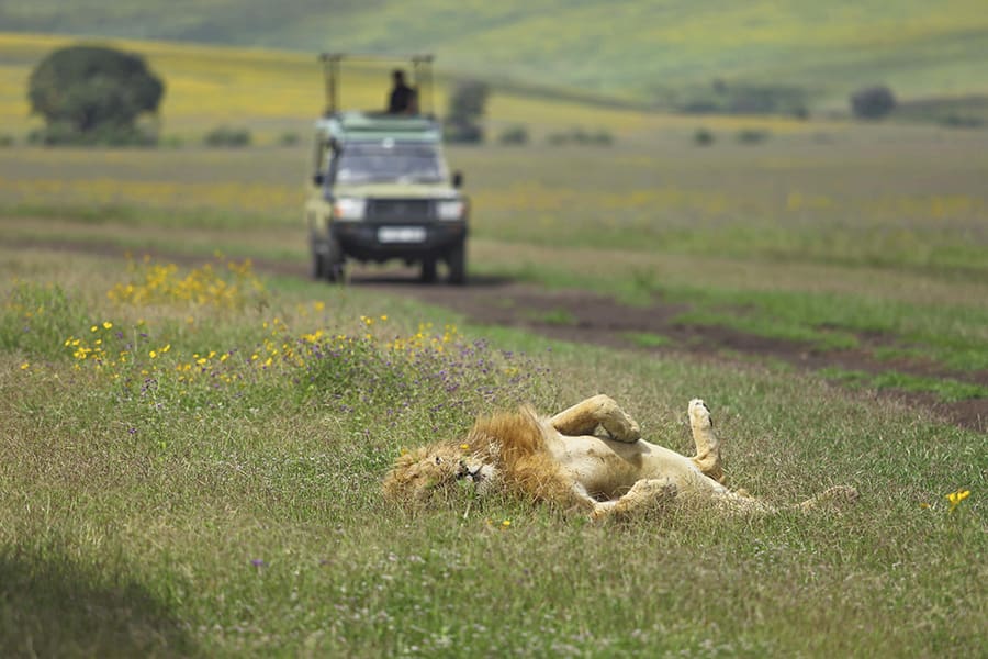 A male lion lies on his back in the grass while a game vehicle approaches | Go2Africa