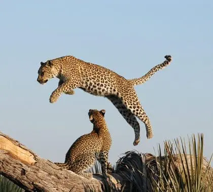 Incredible leopard sightings. 