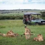 Lions spotted at Mara Plains Camp. 