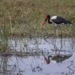 For the bird enthusiasts, the Delta is teeming with interesting water bird life.
