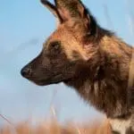 Wild dogs can be spotted on the concession.