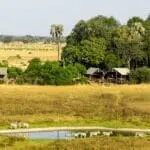 Zebra congregating at the waterhole in view of camp.