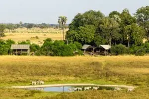 Zebra congregating at the waterhole in view of camp.