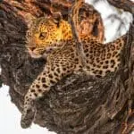 High concentrations of leopards in the area.