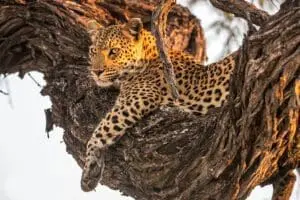 High concentrations of leopards in the area.
