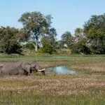 An elephant grazes in the Delta channels.