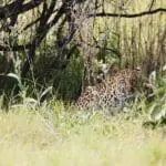 Look forward to leopard sightings.