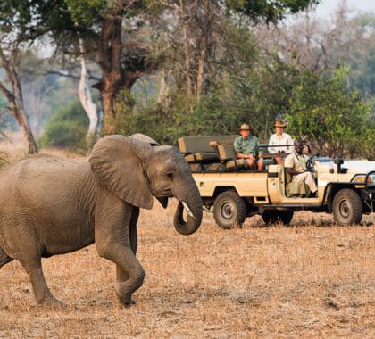 Game drives in South Luangwa National Park.