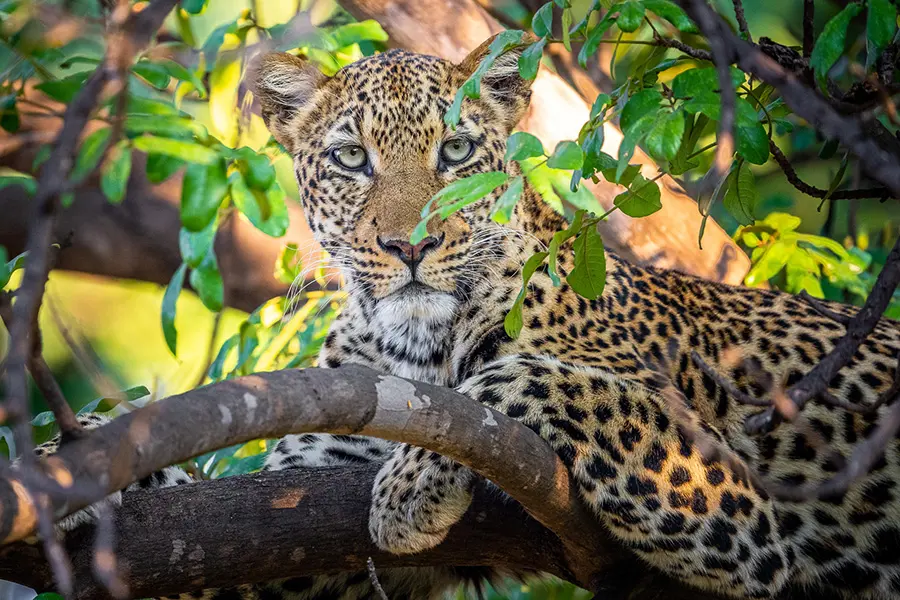 robins-house-zambia-south-luangwa-_20