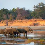 Elephants and the river in dry season. 