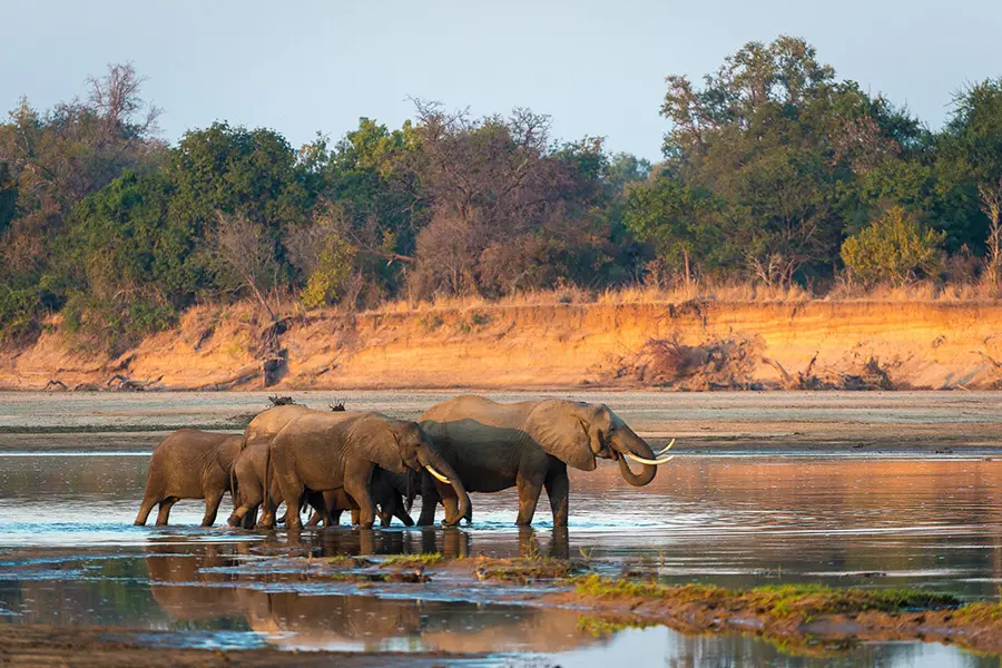 Elephants and the river in dry season. 