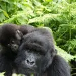 Gorilla trekking at Singita Kwitonda Lodge. 