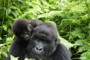 Gorilla trekking at Singita Kwitonda Lodge. 
