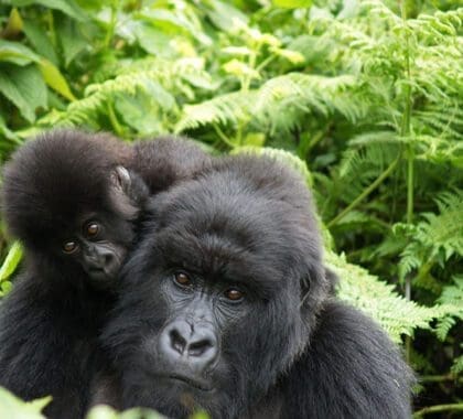 Senderismo con gorilas en el Singita Kwitonda Lodge. 