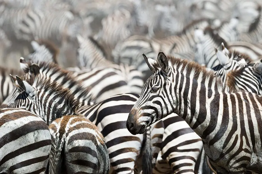 Grandes manadas de cebras se unen a las manadas de ñus en su migración tras las lluvias en el Parque Nacional del Serengeti.