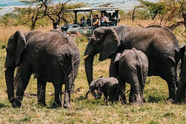 Spot Africa's giants.