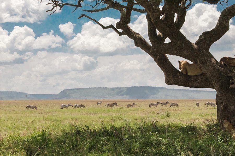 Los safaris por el Serengeti apenas decepcionan.  