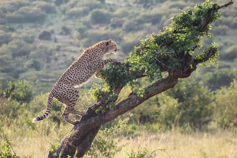 Cheetahs always make for a special sighting.