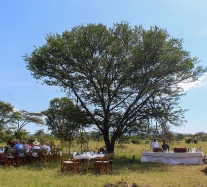 Lunch in the shade of a Serengeti Acacia.