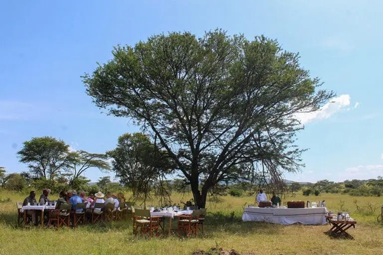 Lunch in the shade of a Serengeti Acacia.