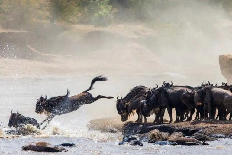 See the migration herds in season.