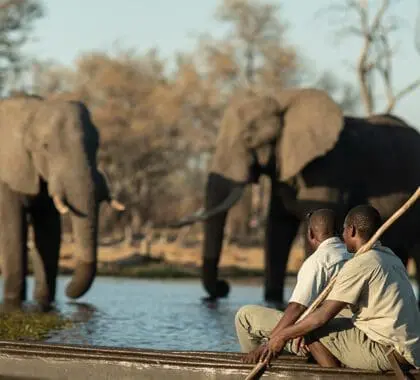Mokoro excursions taking you closer to wildlife. 