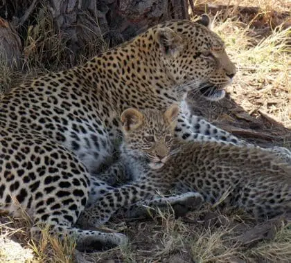 A mother leopard and her cub. 