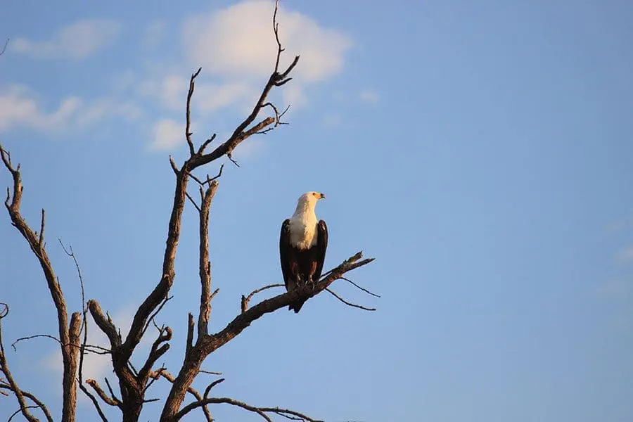 Excellent bird watching. 
