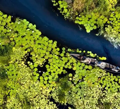 The winding waterways of the Okavango.
