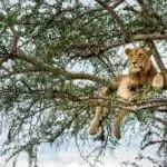 Tree-climbing lions in the Serengeti. 