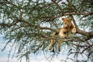 Tree-climbing lions in the Serengeti. 