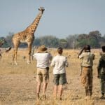 Safaris a pie por el Parque Nacional de South Luangwa. 