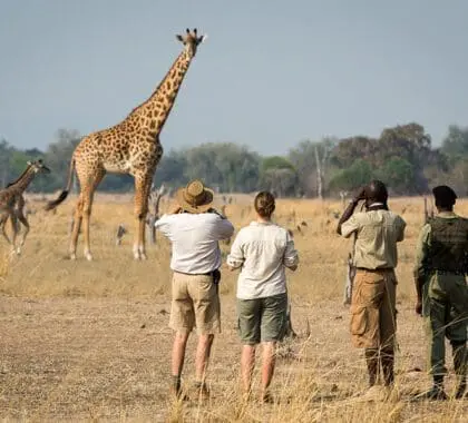 Safaris a pie por el Parque Nacional de South Luangwa. 